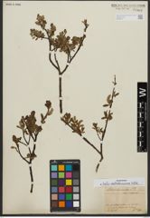 Foto von Salix waldsteiniana Willd.